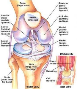 Knee Injuries, Knee Ligament Injuries