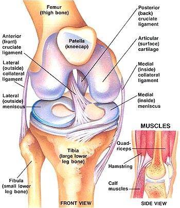 Knee Injuries, Knee Ligament Injuries